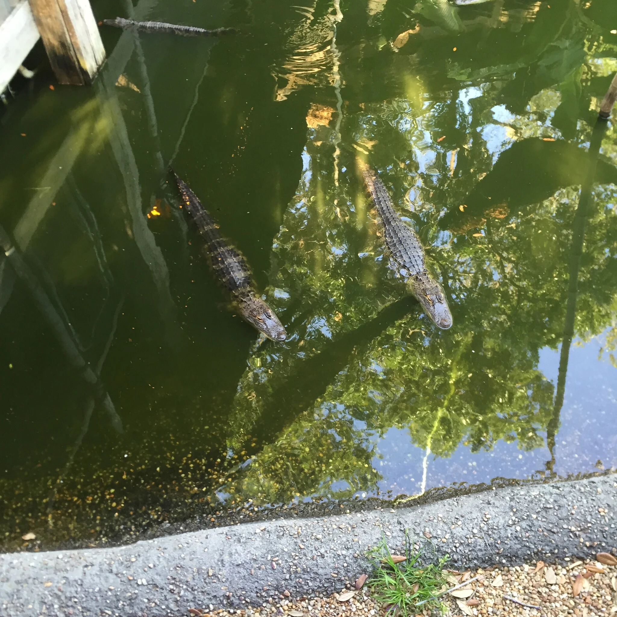 Gators at the Crab Shack