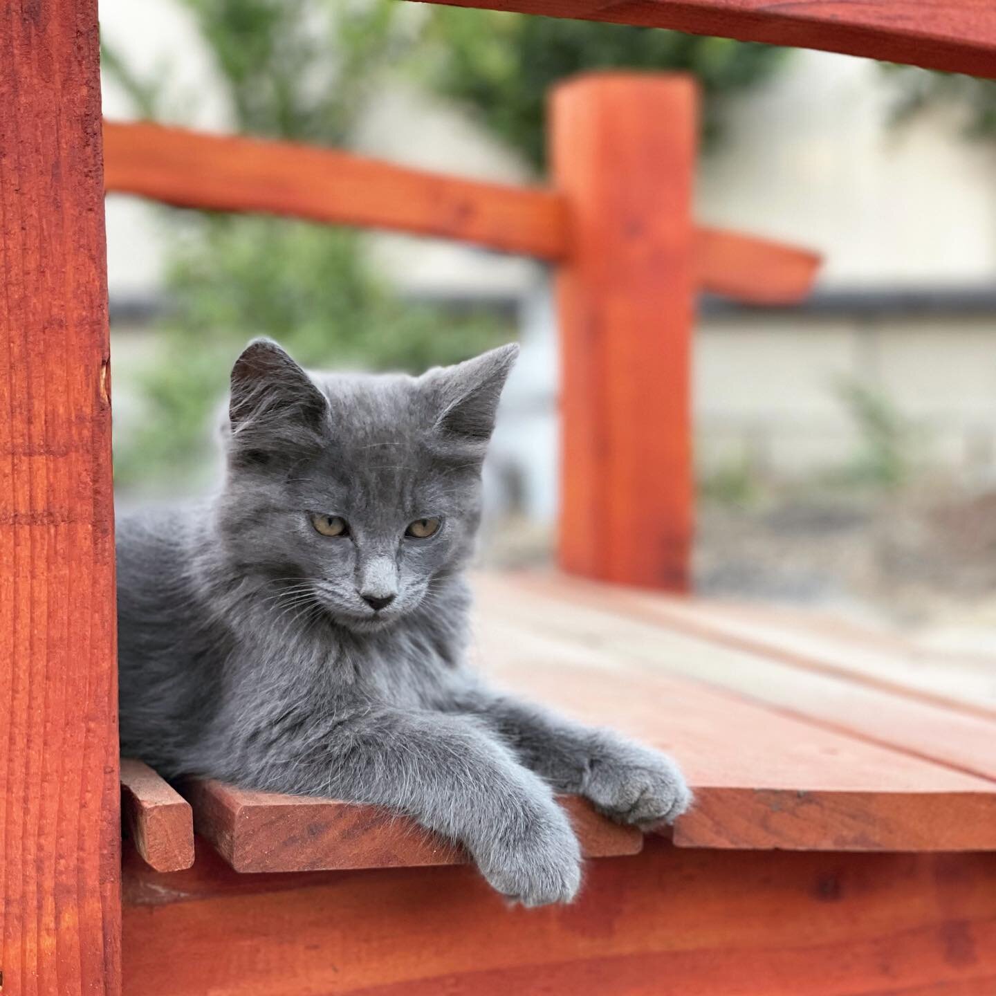 Beware of cats photos on my feed from now on 🐱
This is Yura Gagarina, the space explorer