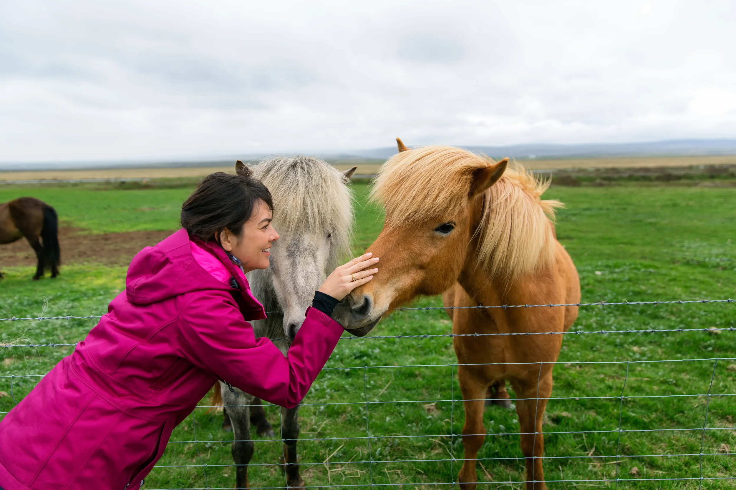 Dorothy pets an Icelandic Horse (Golden Circle Tour).