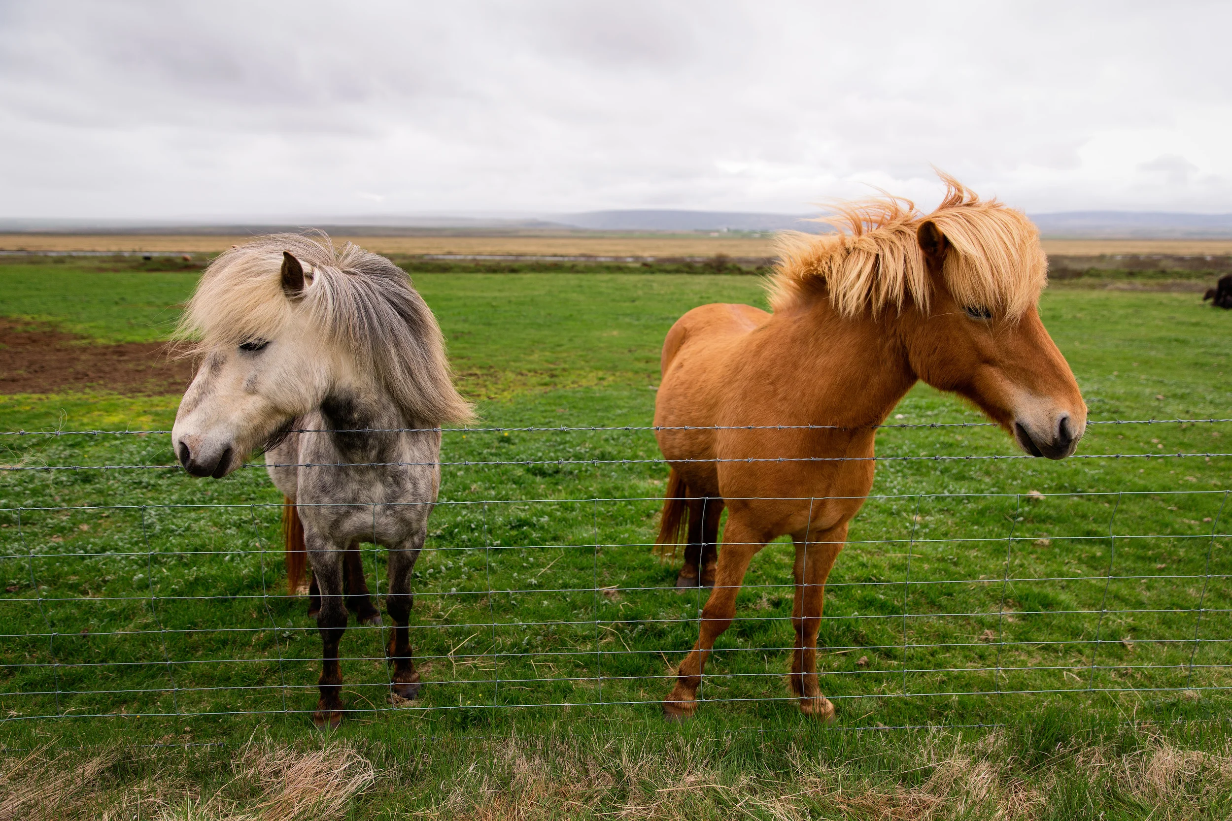 Icelandic Horses