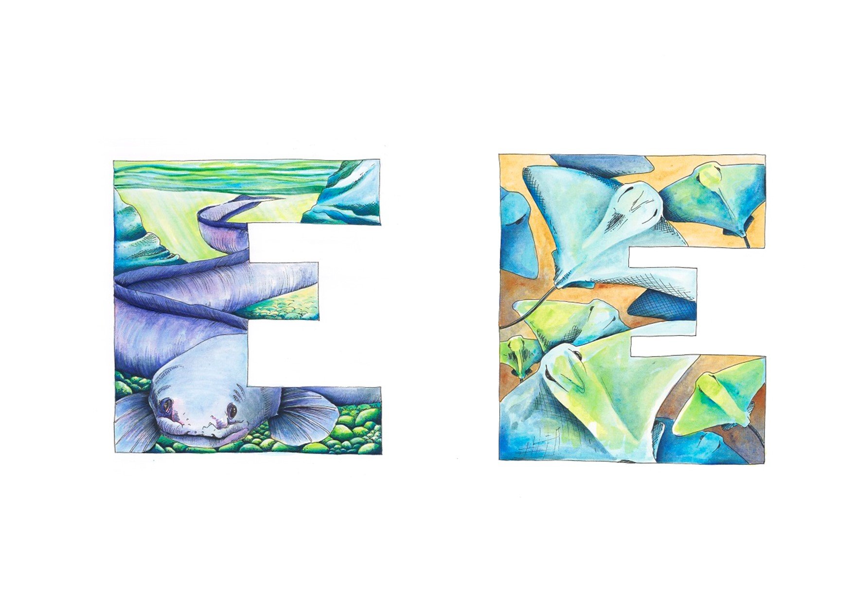  E: eel  E: eagle ray 