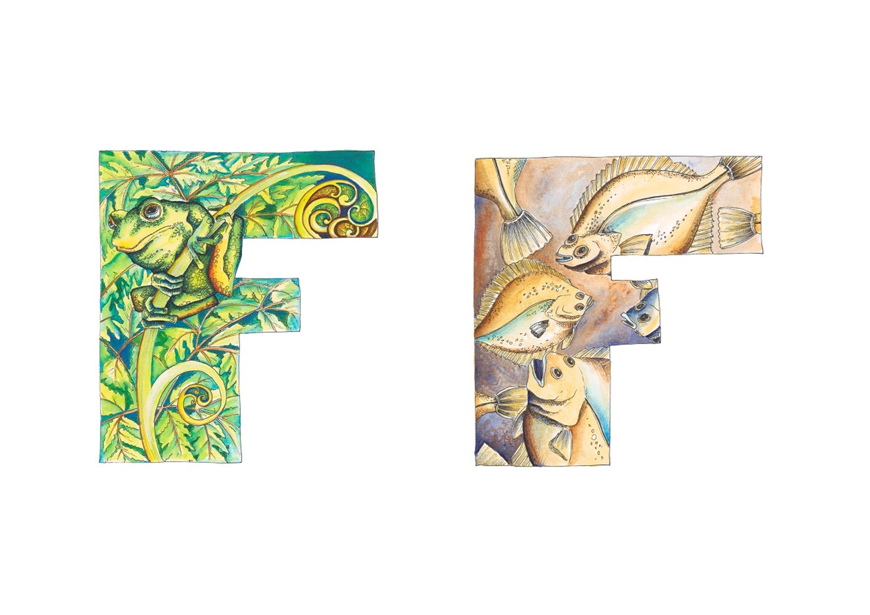  F: frog, fern  F: flounder 