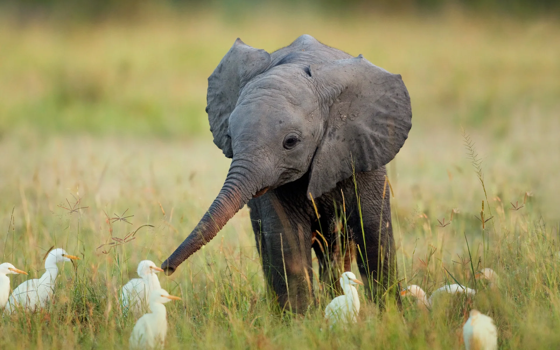 Animals_Elephants_Elephant_and_bird_031560_.jpg