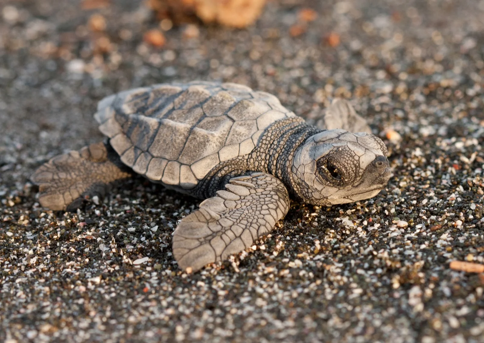 baby_turtle_resize.jpg