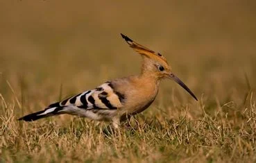 Hoopoe (Upupa epops)