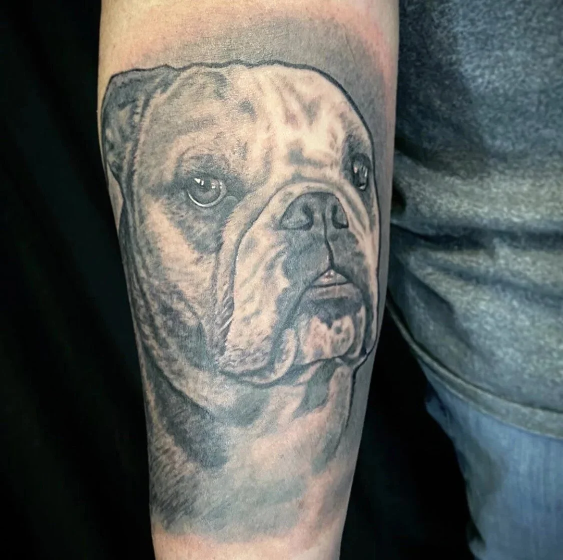 black and grey bulldog realism tattoo Austin by Andrew Matela