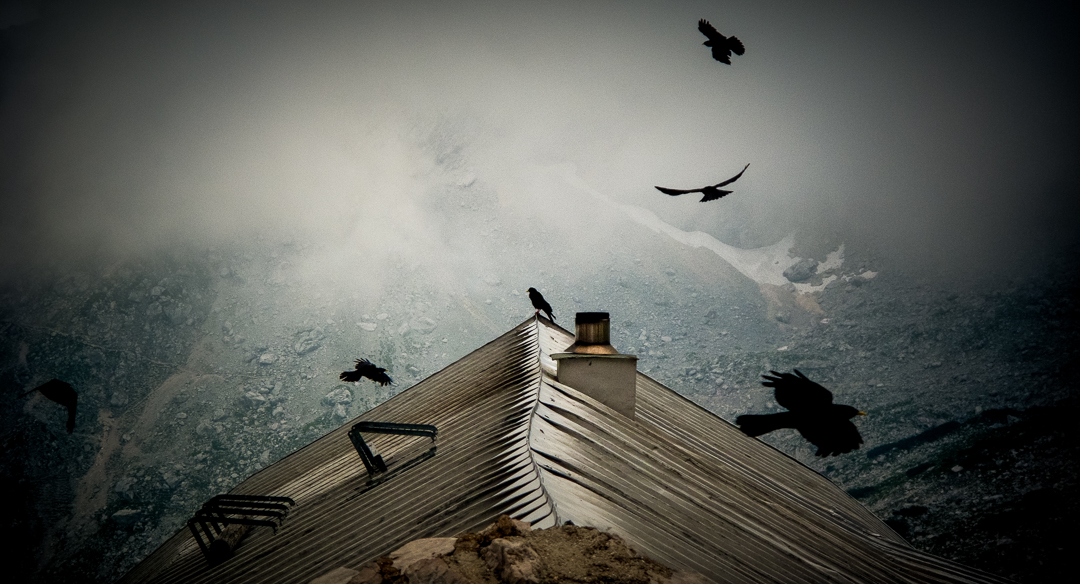 knorr_crows_flat-Web_sRGB.jpg