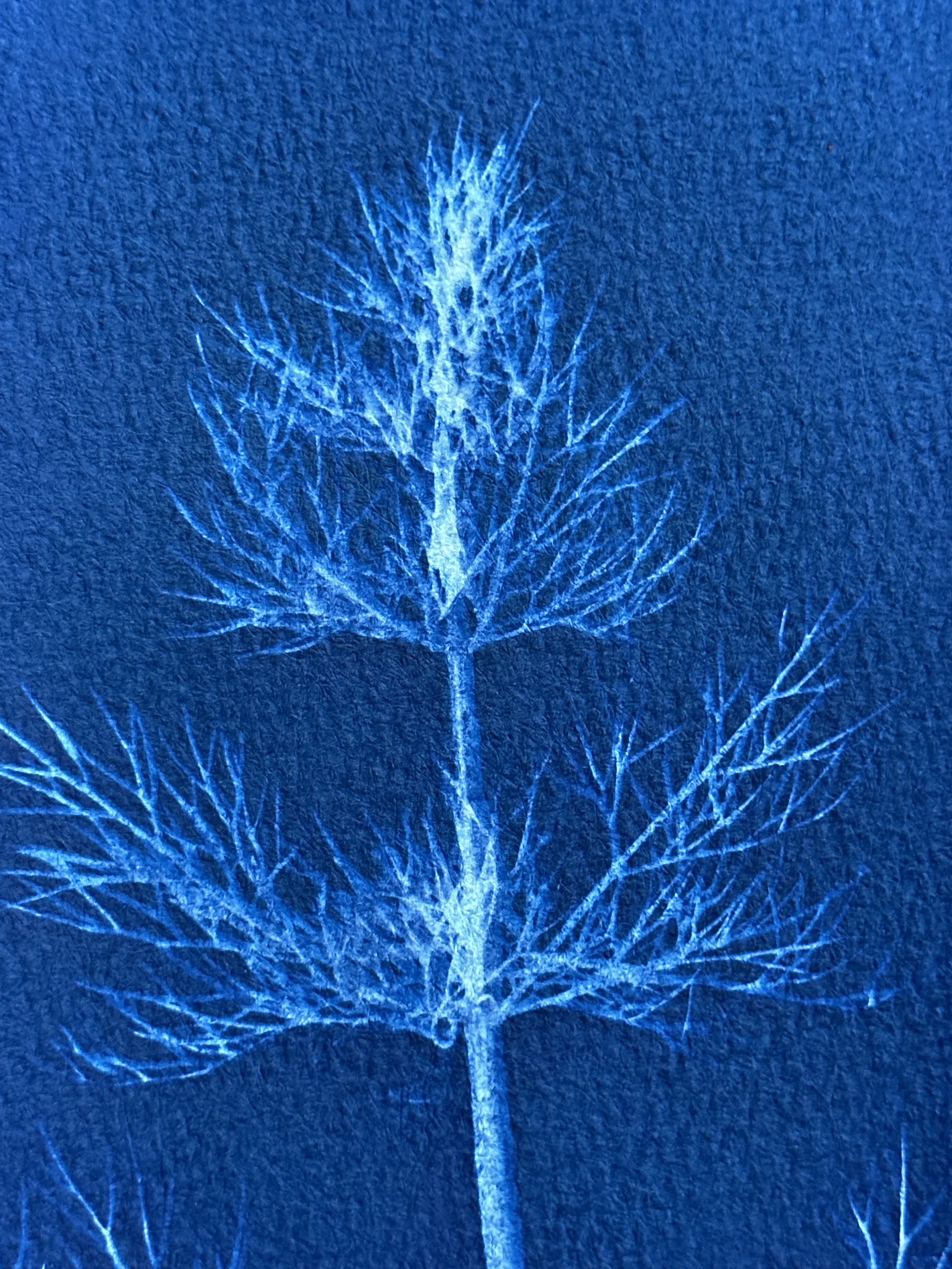 Dill02.jpg