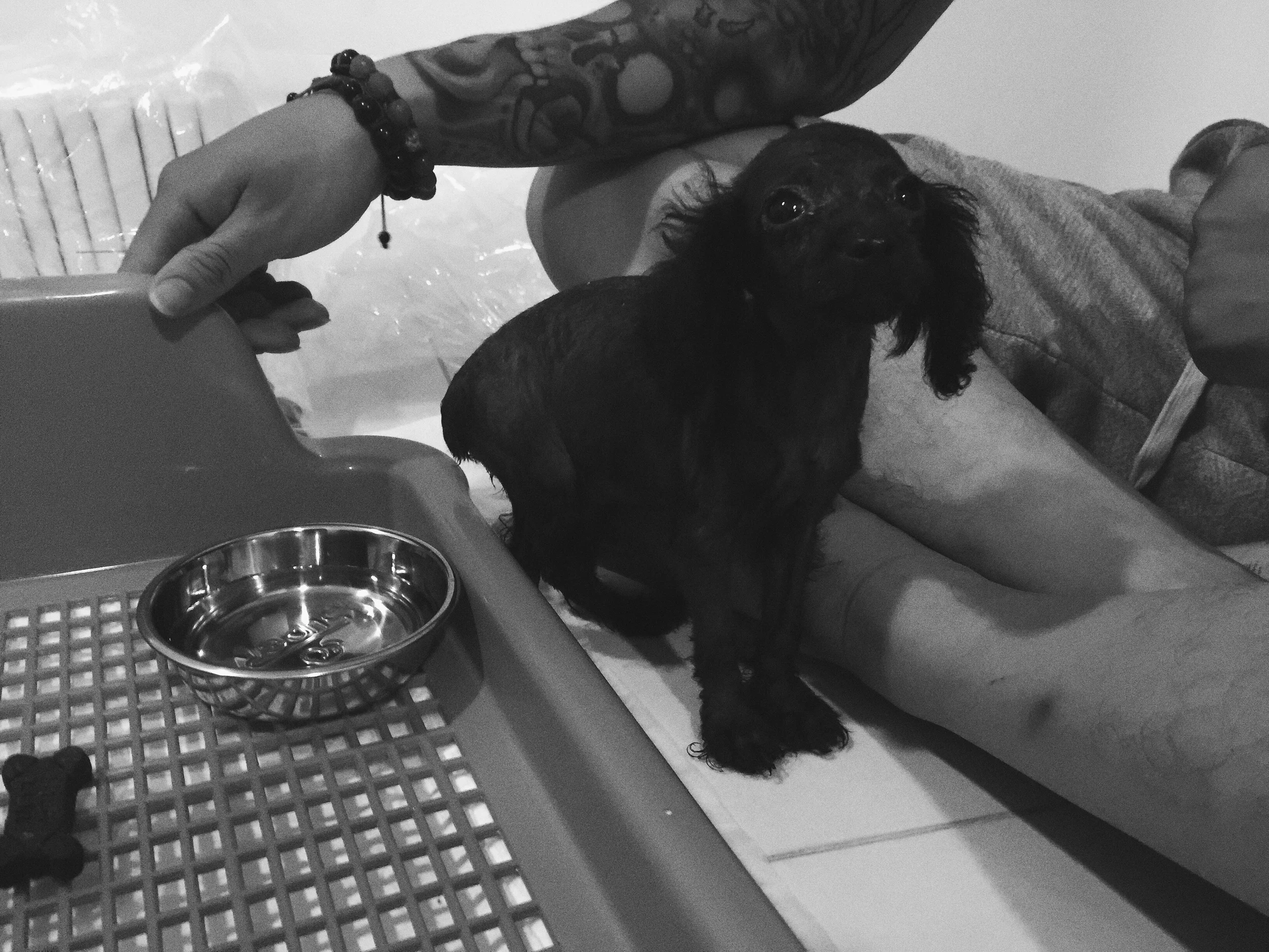 And this is the little who keeps me so busy every day cleaning his pee and shit -.- i need to google how to pottytrain a dog !!!!