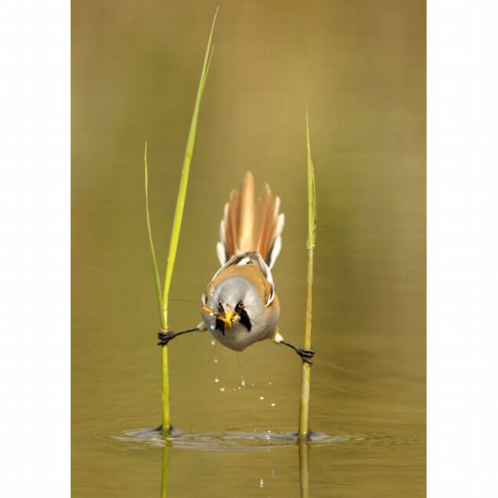 bird-acrobat.jpeg