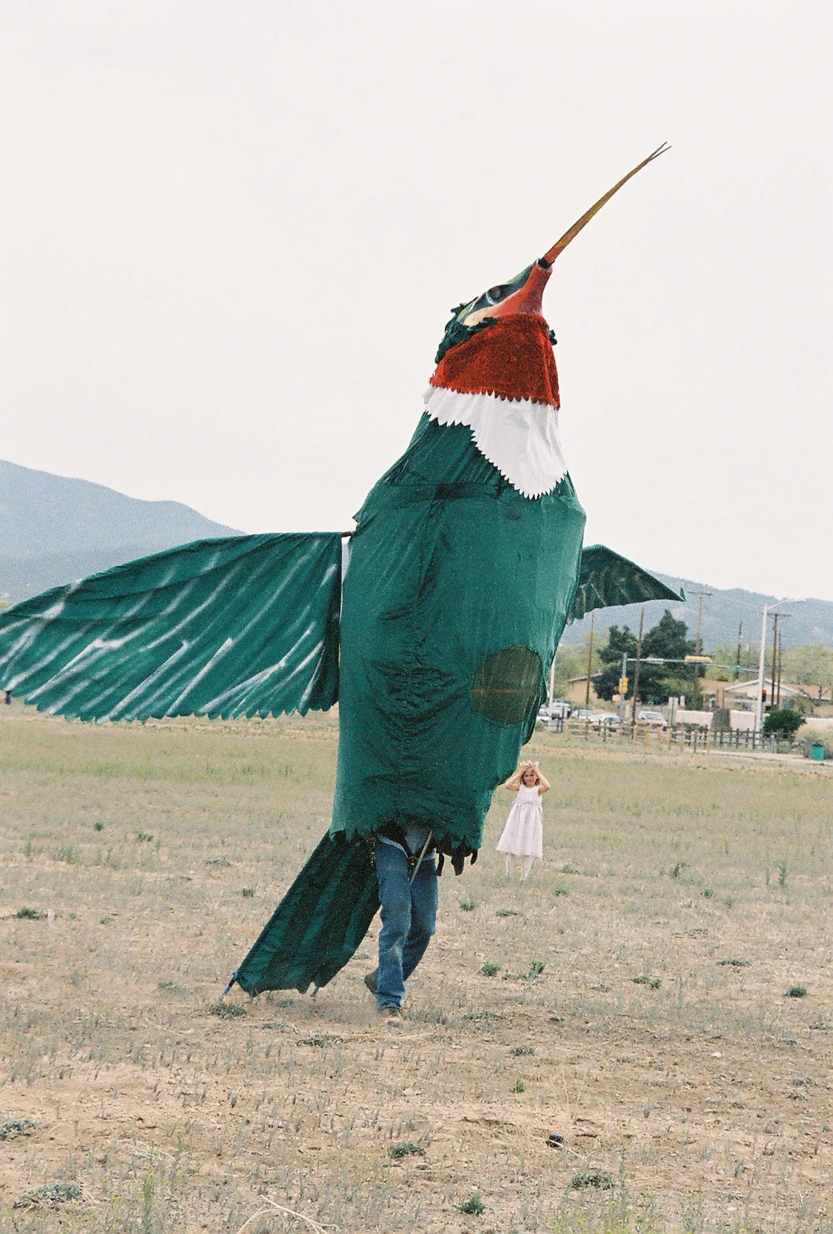 worlds largest Rufus Hummingbird 
