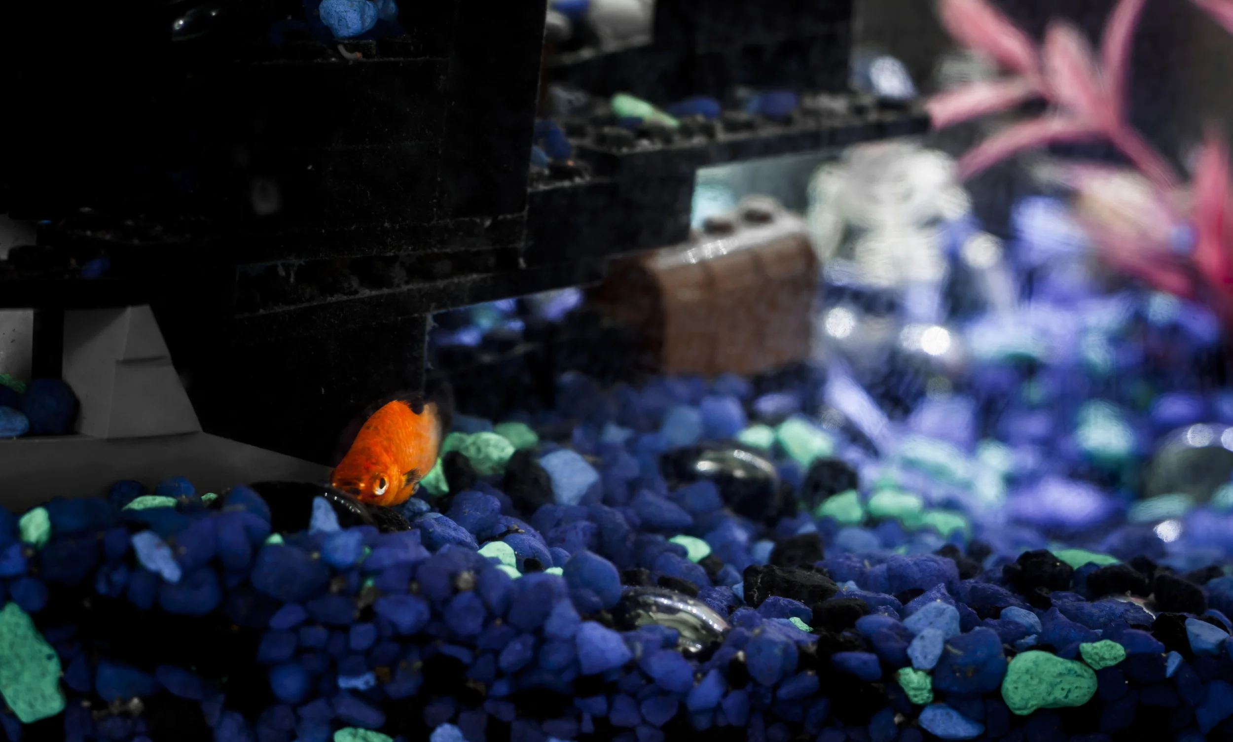 Zilla Fish Sick.jpg