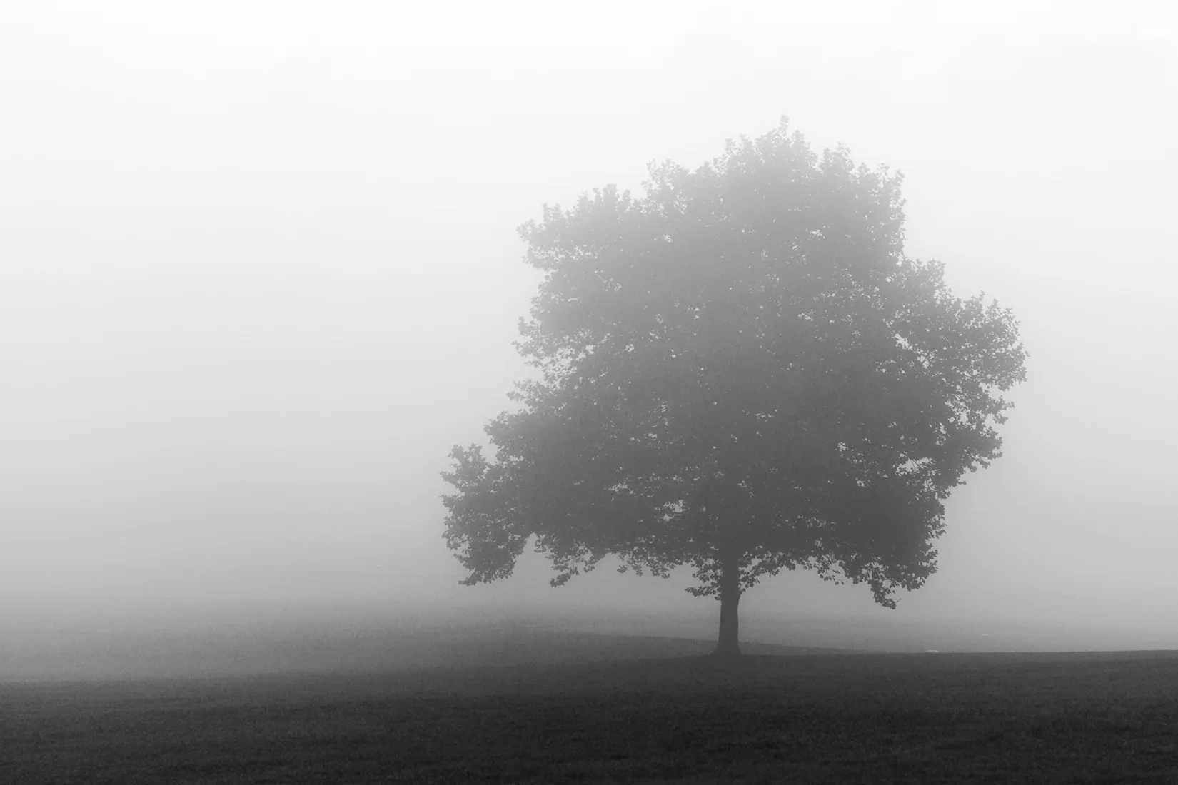 Black and White Fog Tree.jpg