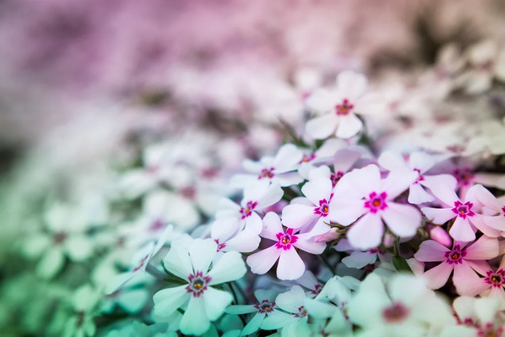 Shallow Field of Phlox
