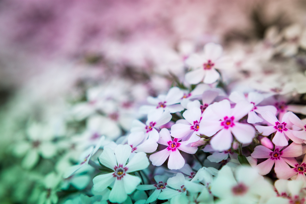 Shallow Field Of Phlox