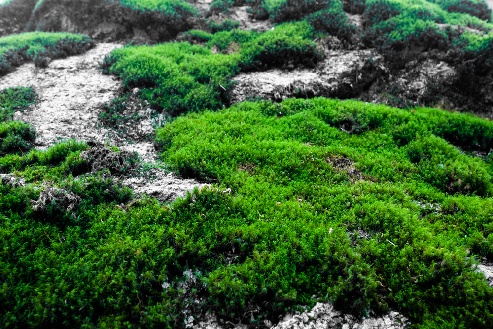 Write Lighting Green Landscape Microscape Moss Rock.jpg