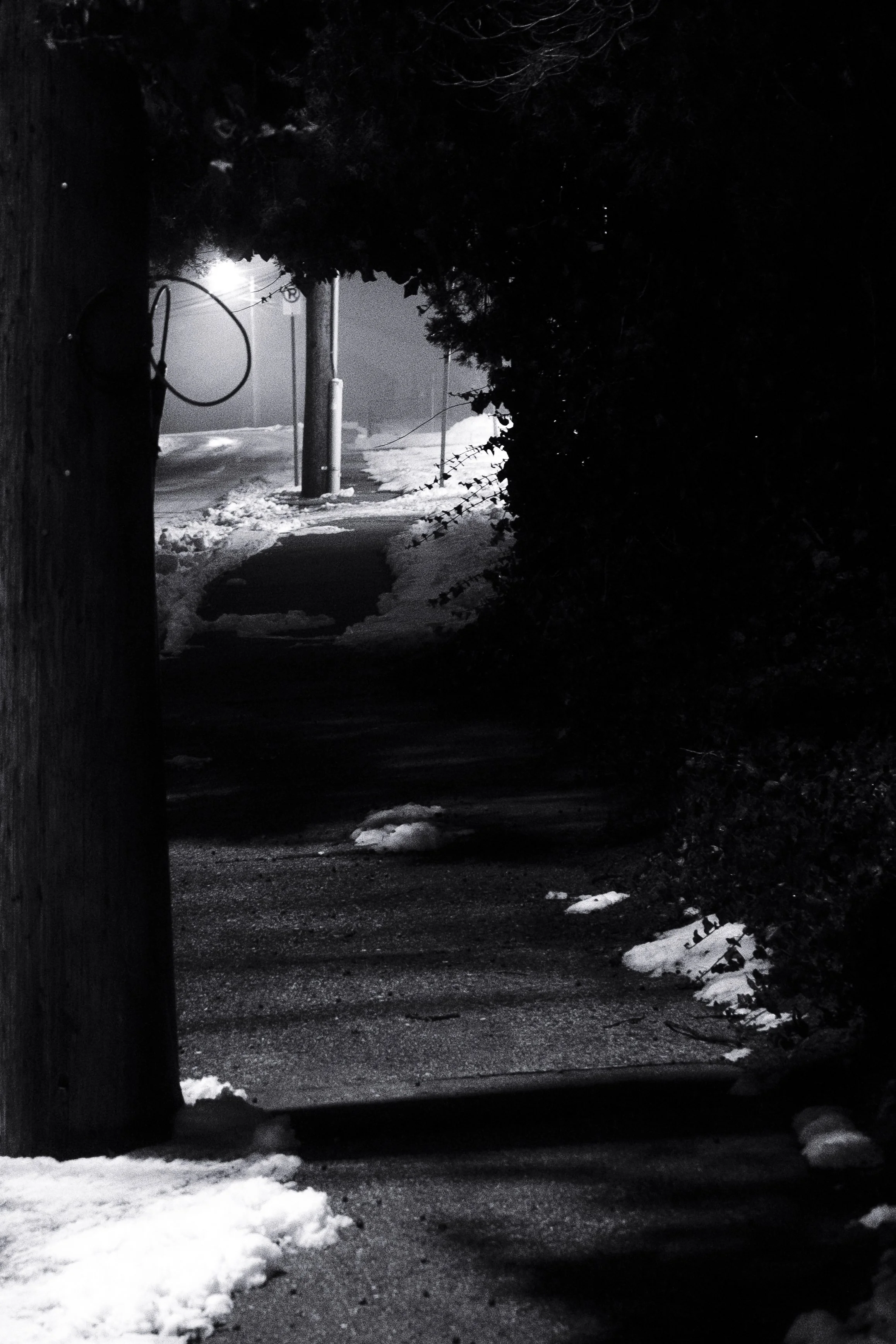 Snow Sidewalk Path Through Trees Winter Write Lighting.jpg