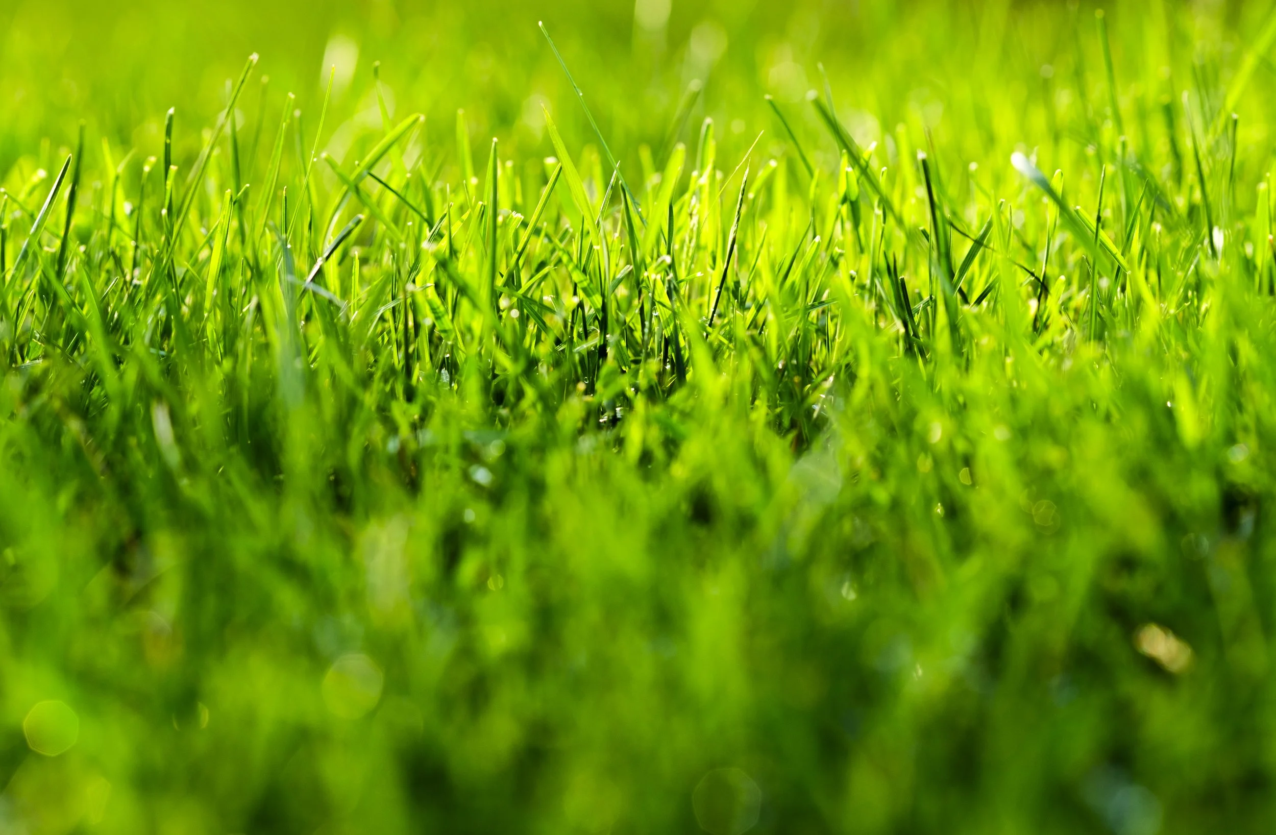 Out of Focus Bokeh Grass Blades Dew Drops Write Lighting.jpg