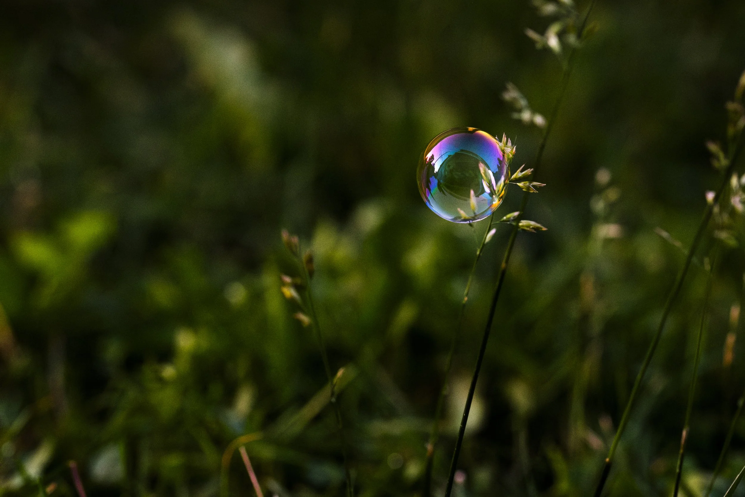 Out of Focus Bokeh Grass Blades Bubbles Write Lighting.jpg