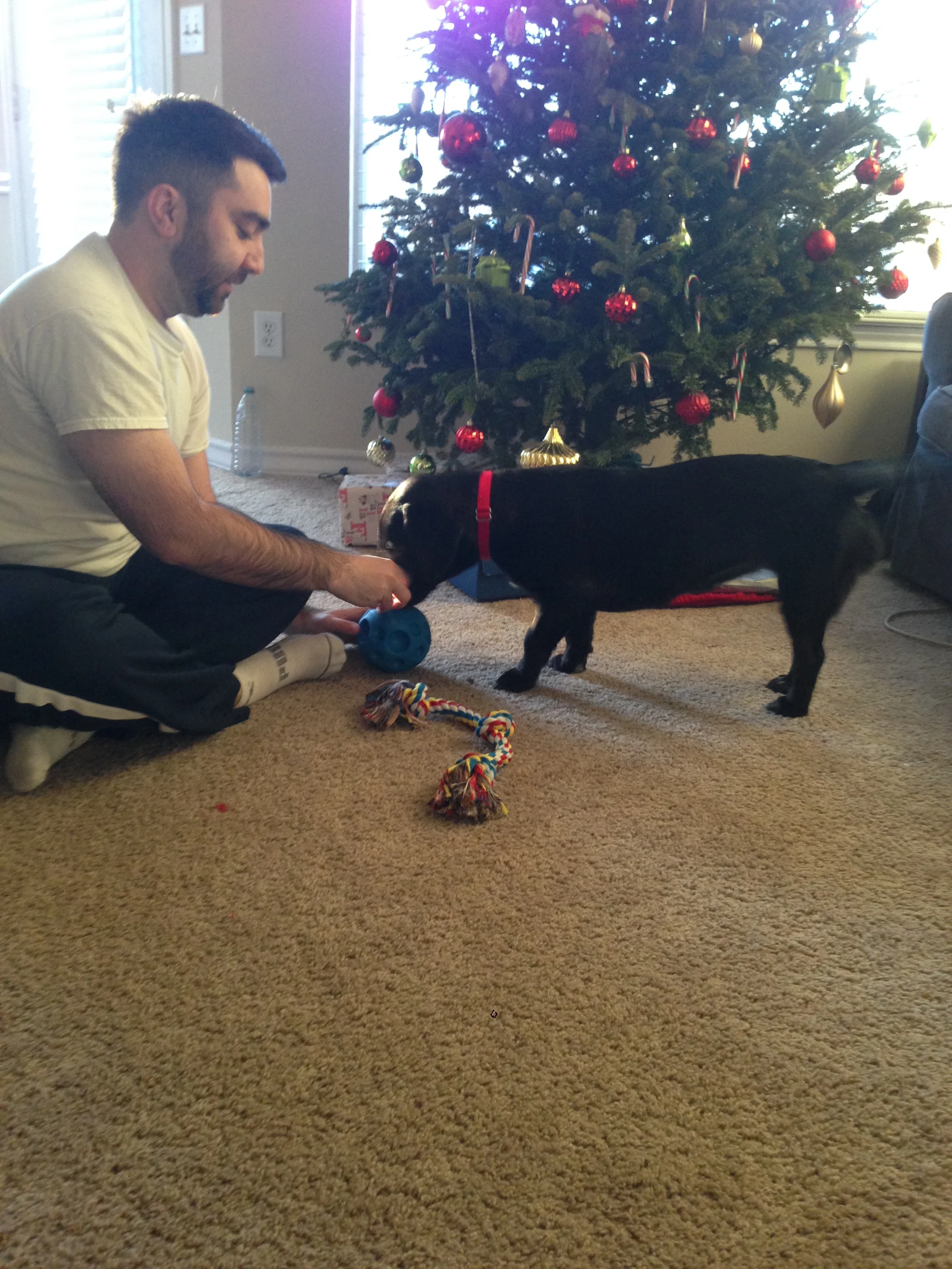 Biscuit celebrated her first Christmas with us, which basically meant ripping apart every toy she ever sniffed at PetSmart in record time. Plus: new collar and leash!