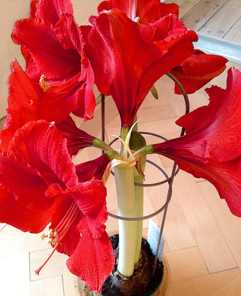  Amaryllis 