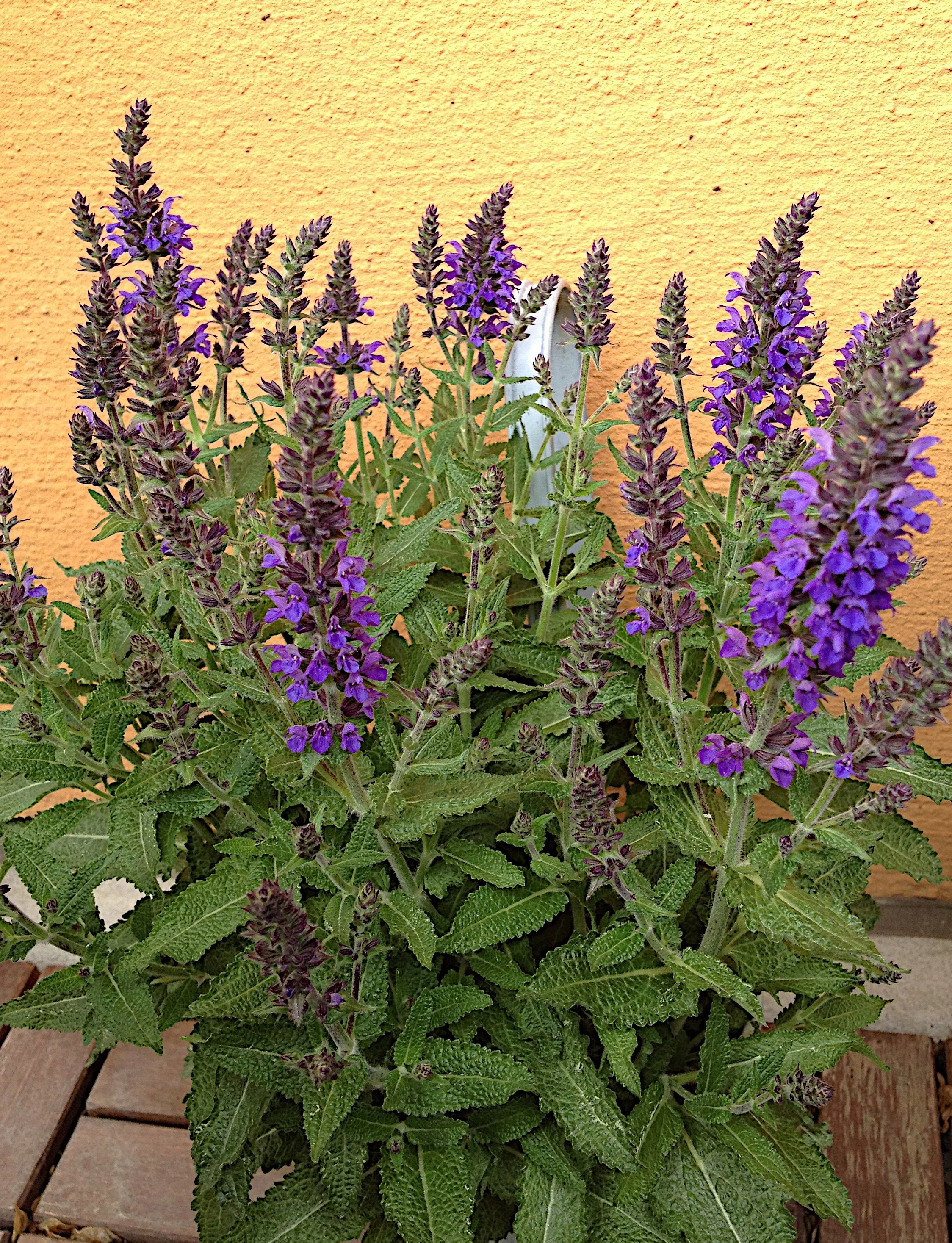 Sveriges flaggas dag blomma.jpg