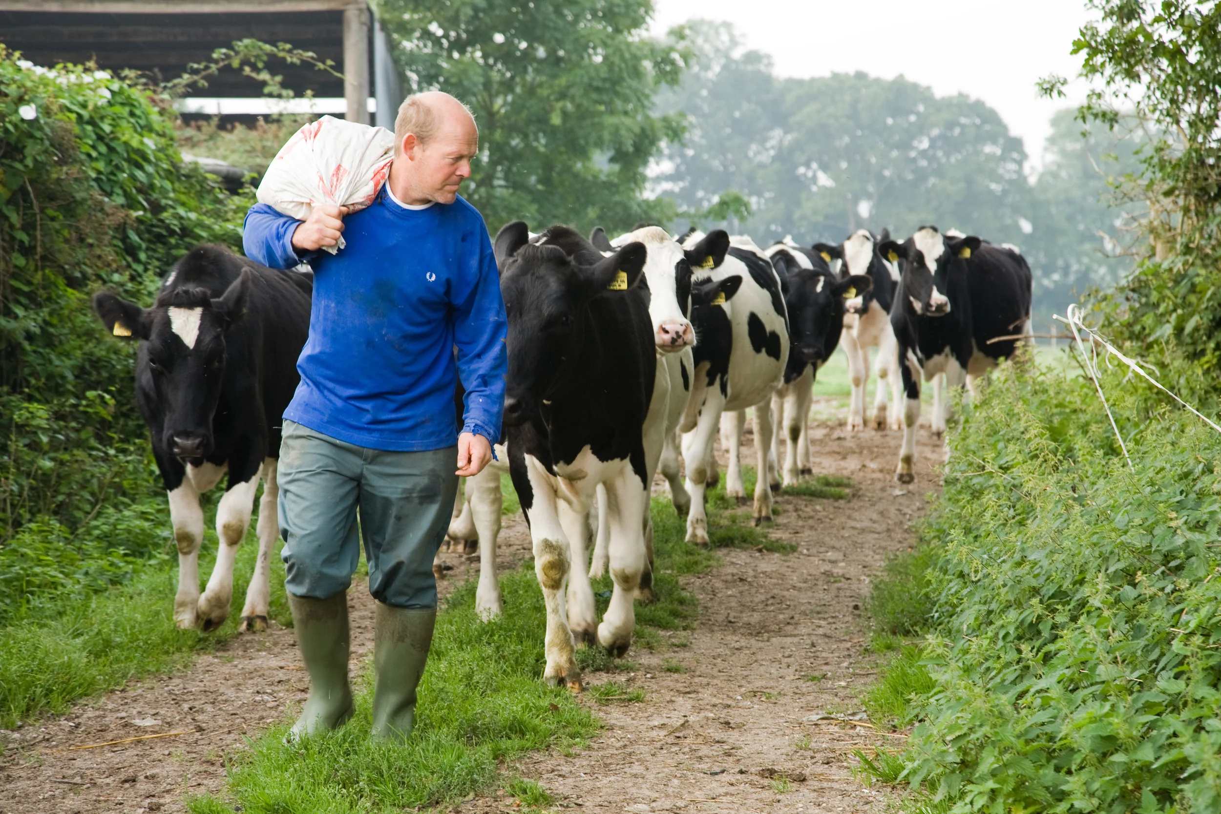 Steve and his Cows ©James McDonald 2013