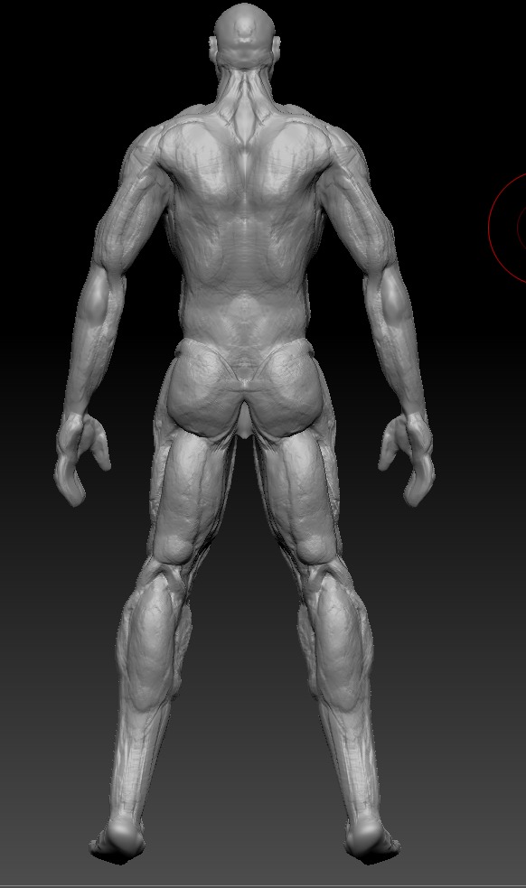 Anatomy Mockup - Back