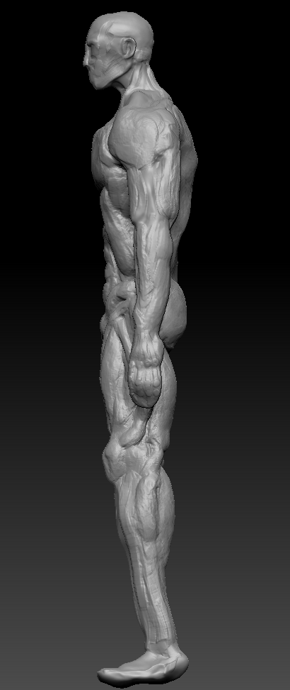 Anatomy Mockup - Side