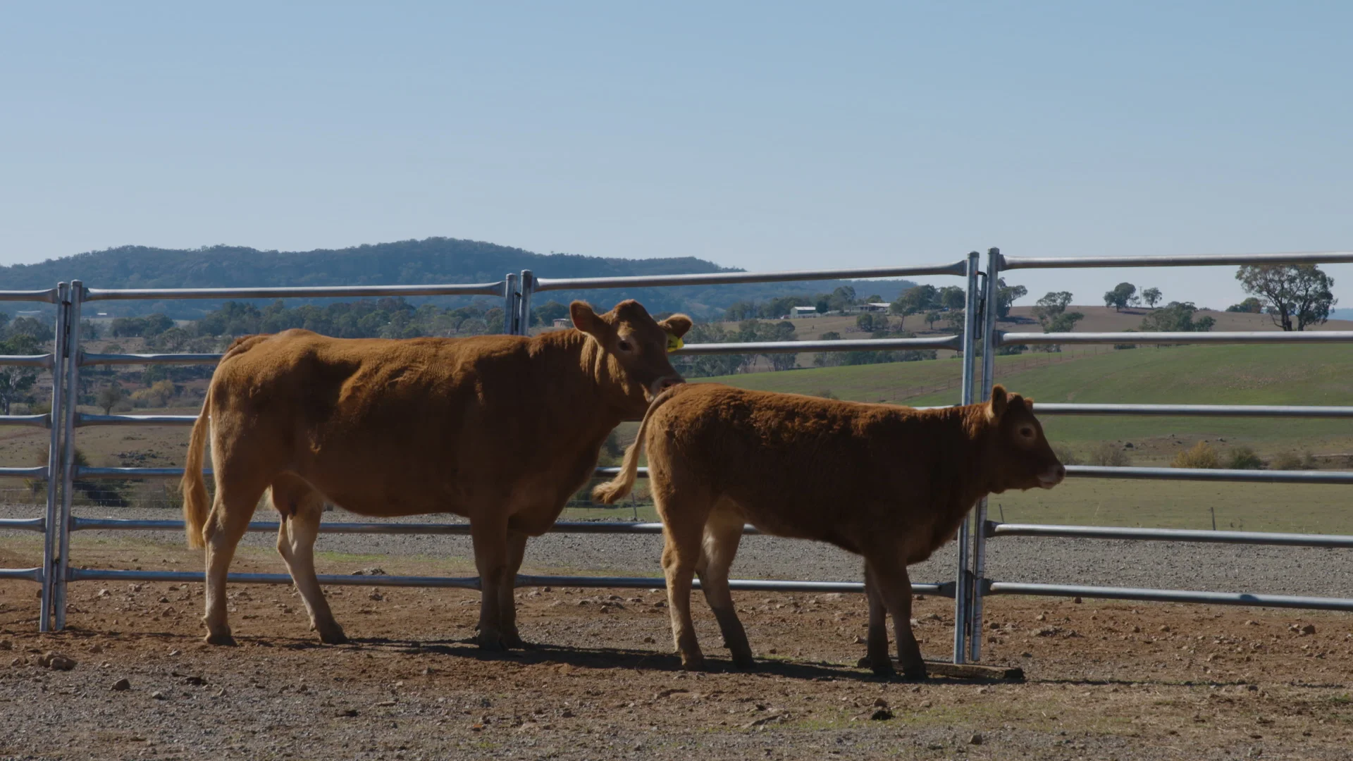 Lot 5