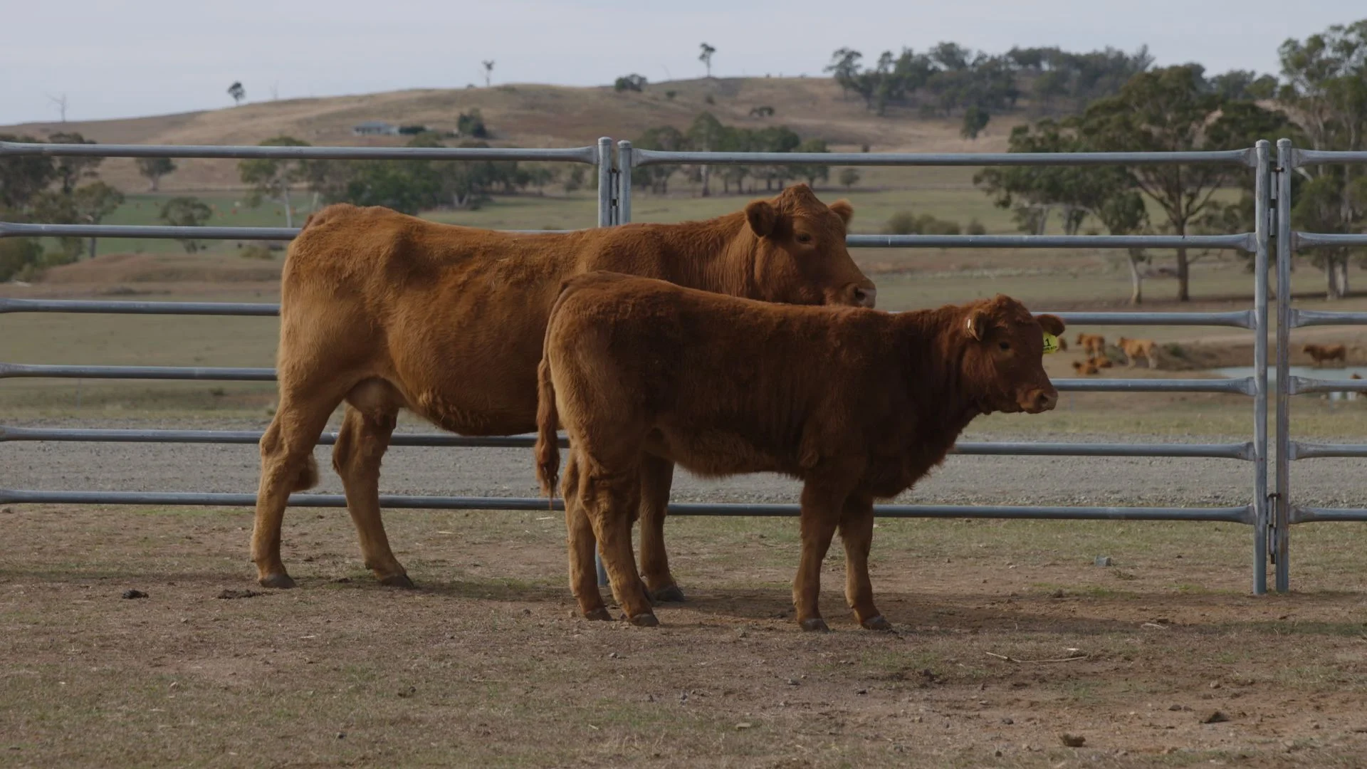 Lot 11