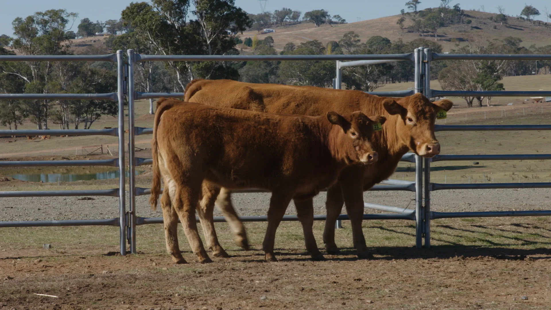 Lot 21