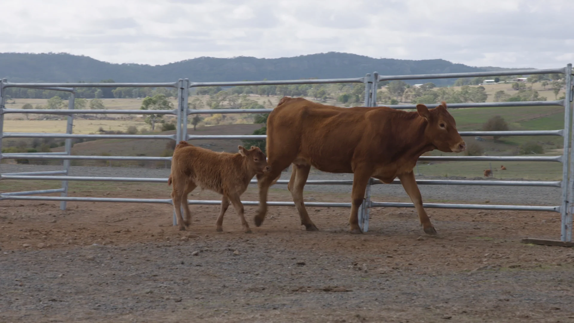 Lot 75 alt both cows