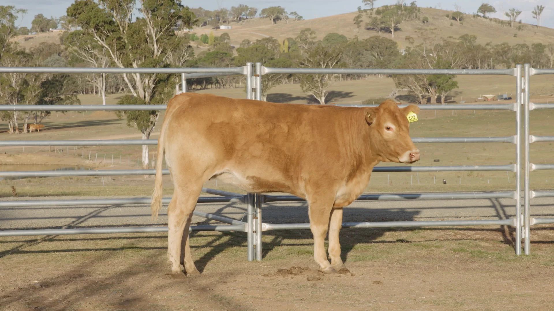 Lot 122