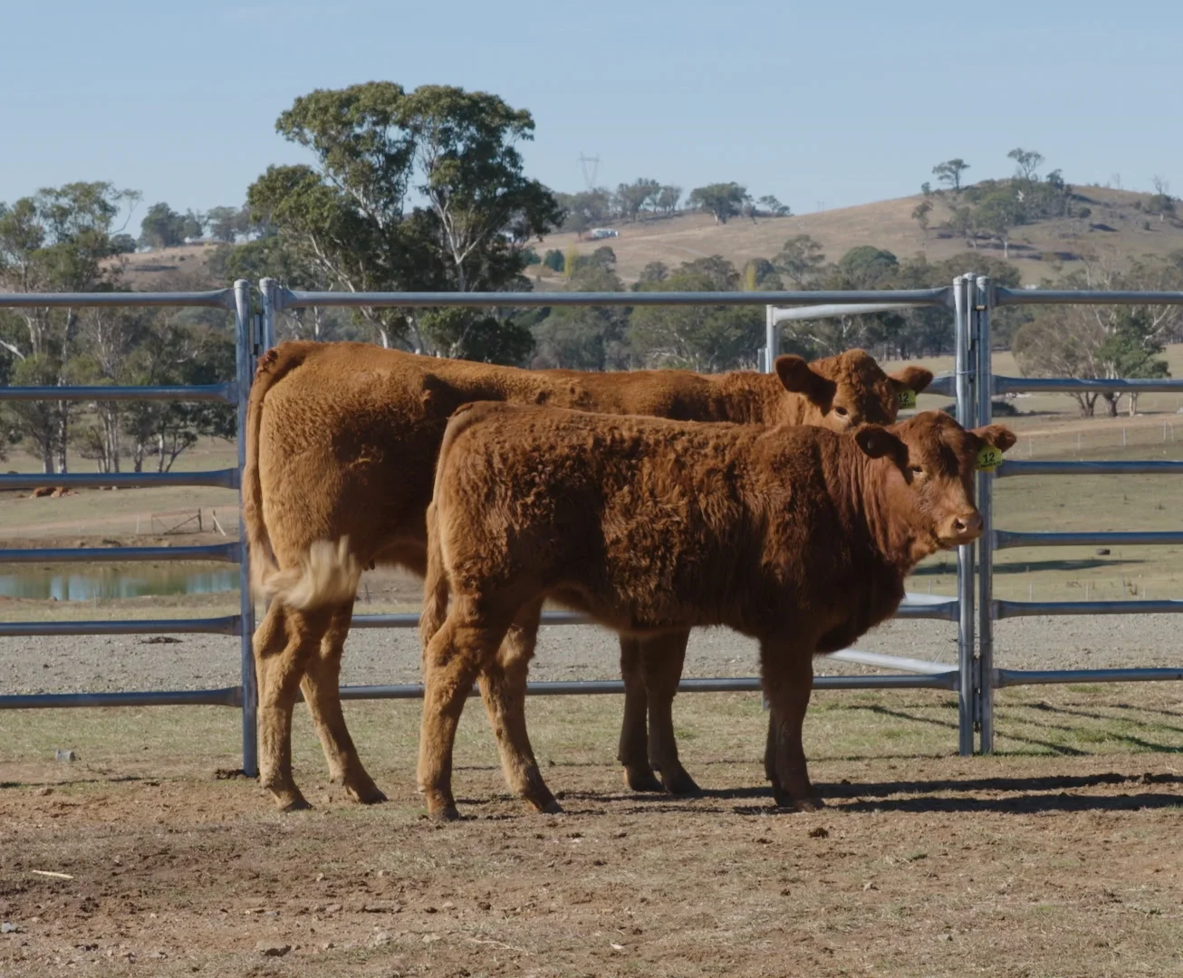 Lot 12