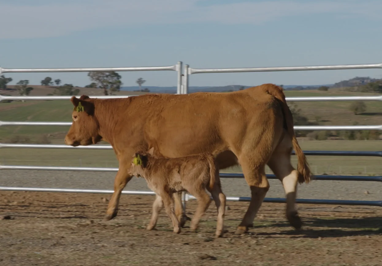 Lot 34