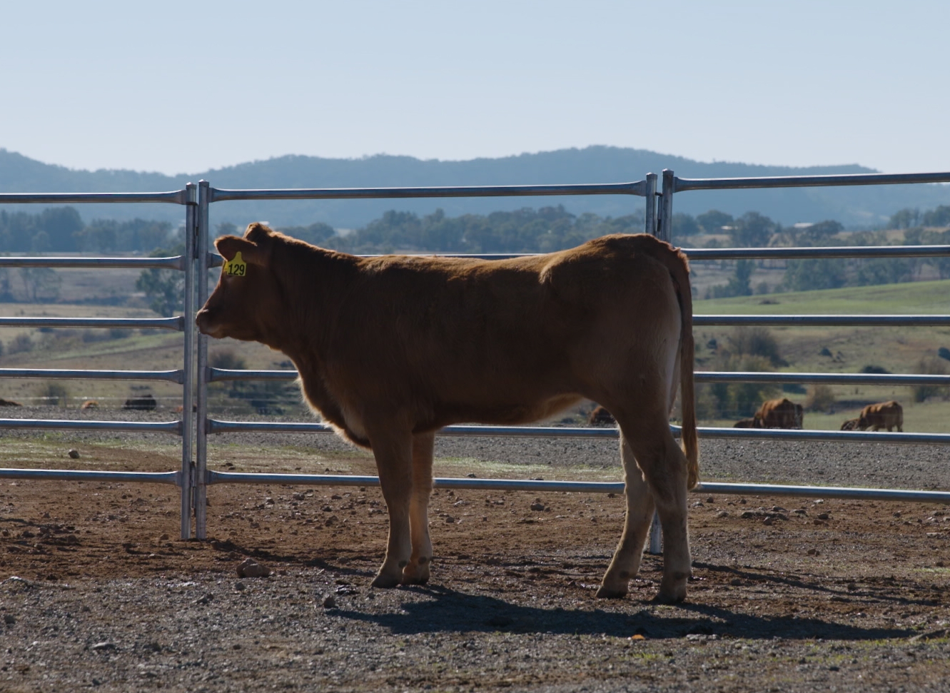 Lot 129