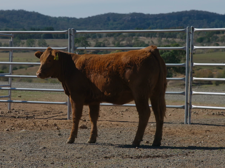 Lot 141