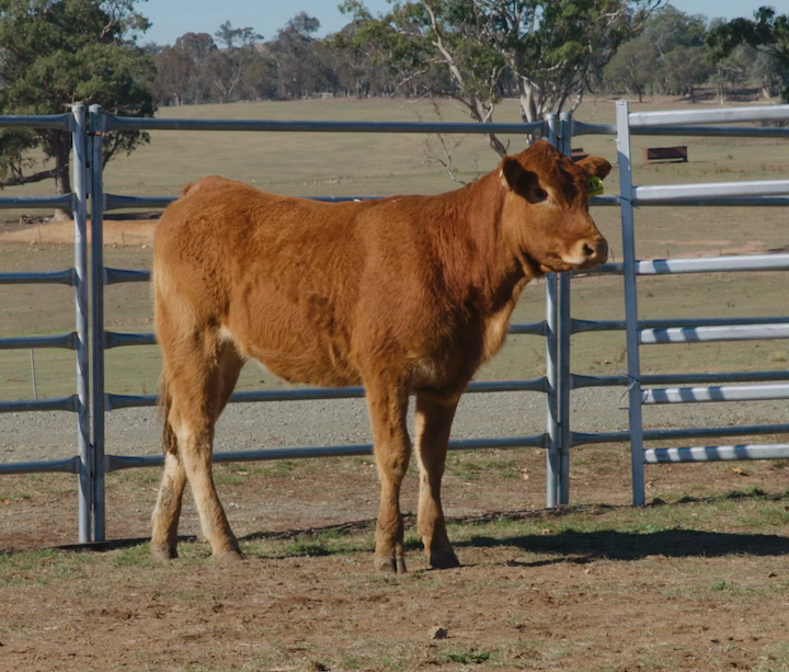Lot 149