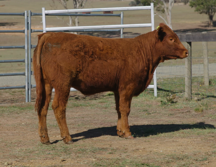 Lot 151