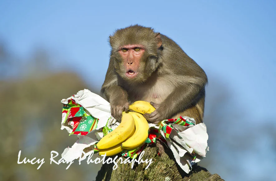 http://www.dailymail.co.uk/news/article-2244979/Monkeys-open-Christmas-presents-Longleat-Safari-Park--dont-look-happy.html