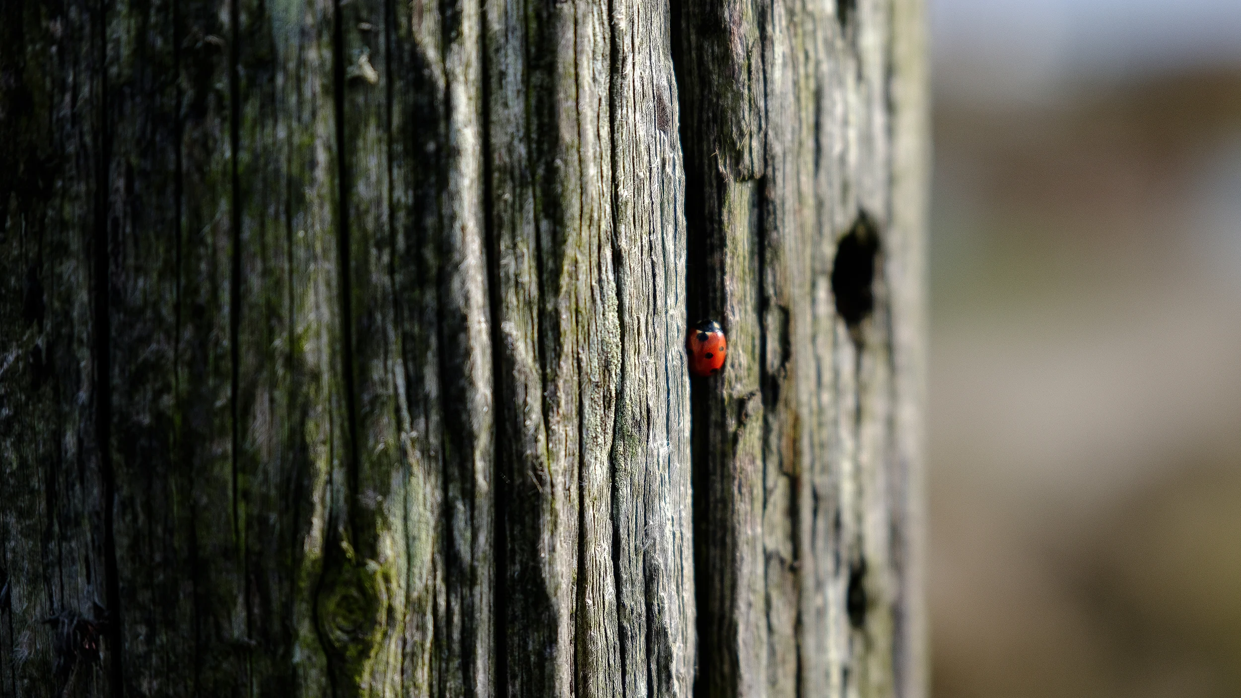 Adobe Camera Raw | Simulation : Velvia