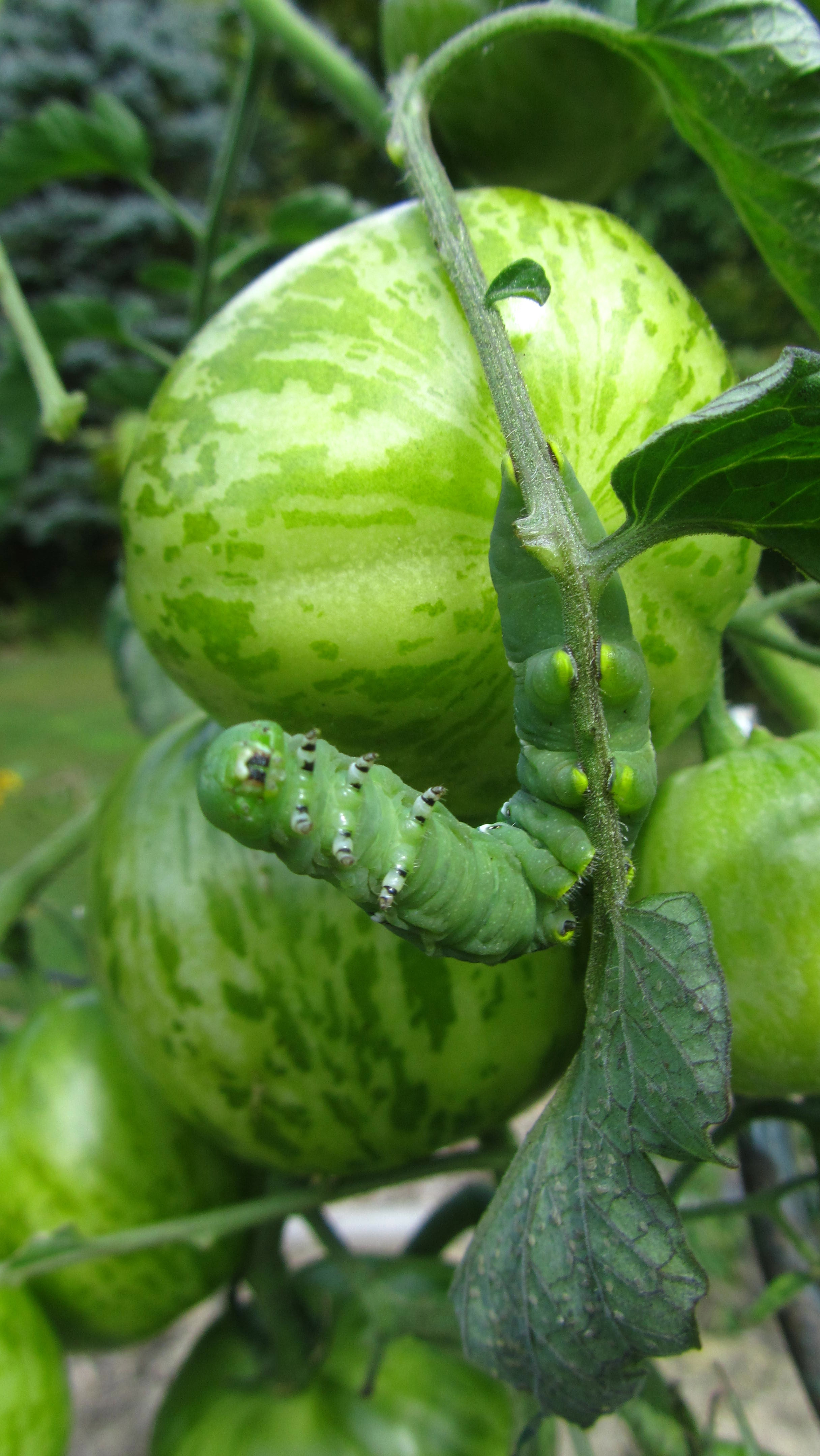 Week 19's Thing - Many things in many places