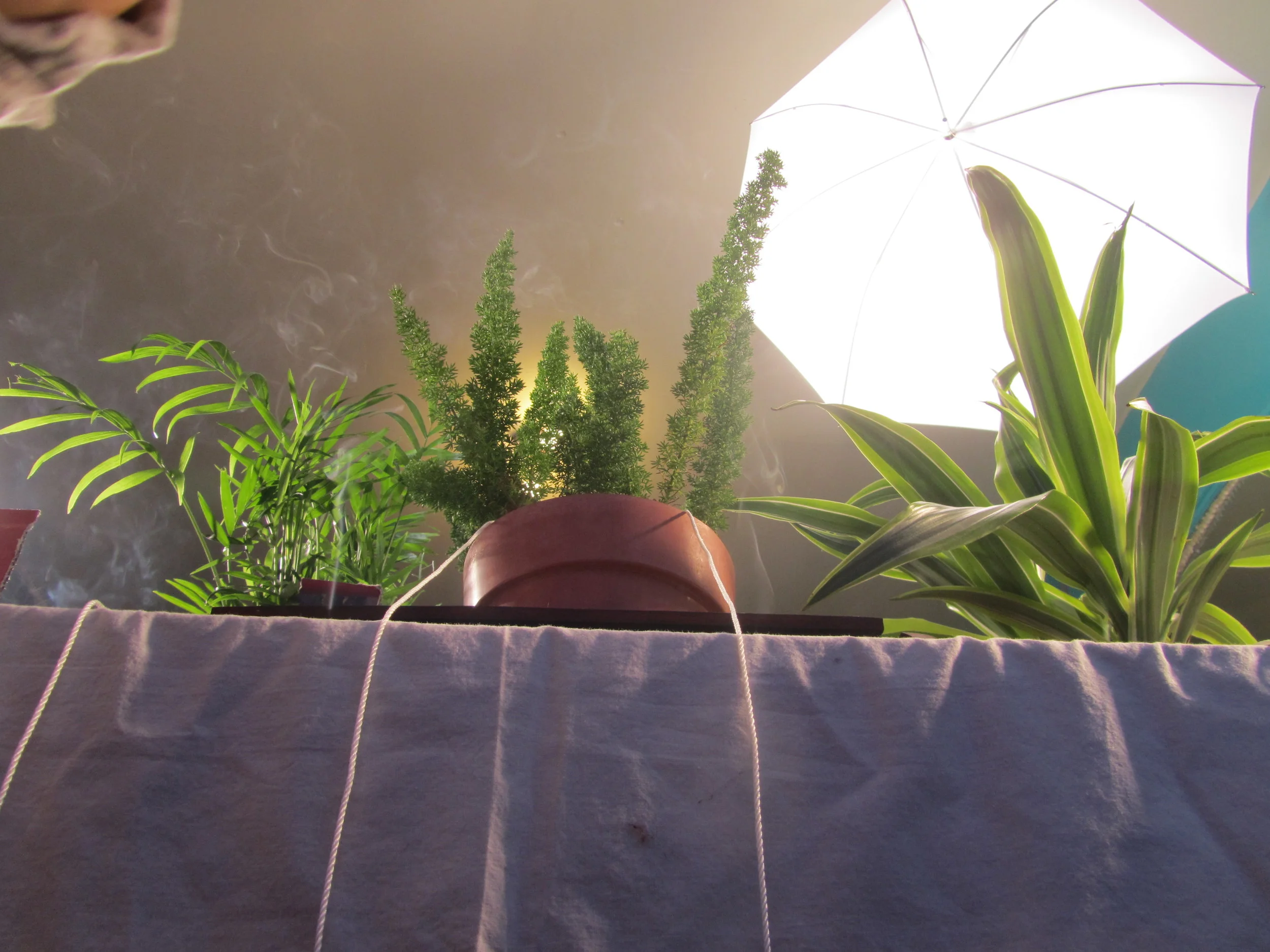 Week 9's thing - Arbor Day (the teaser)