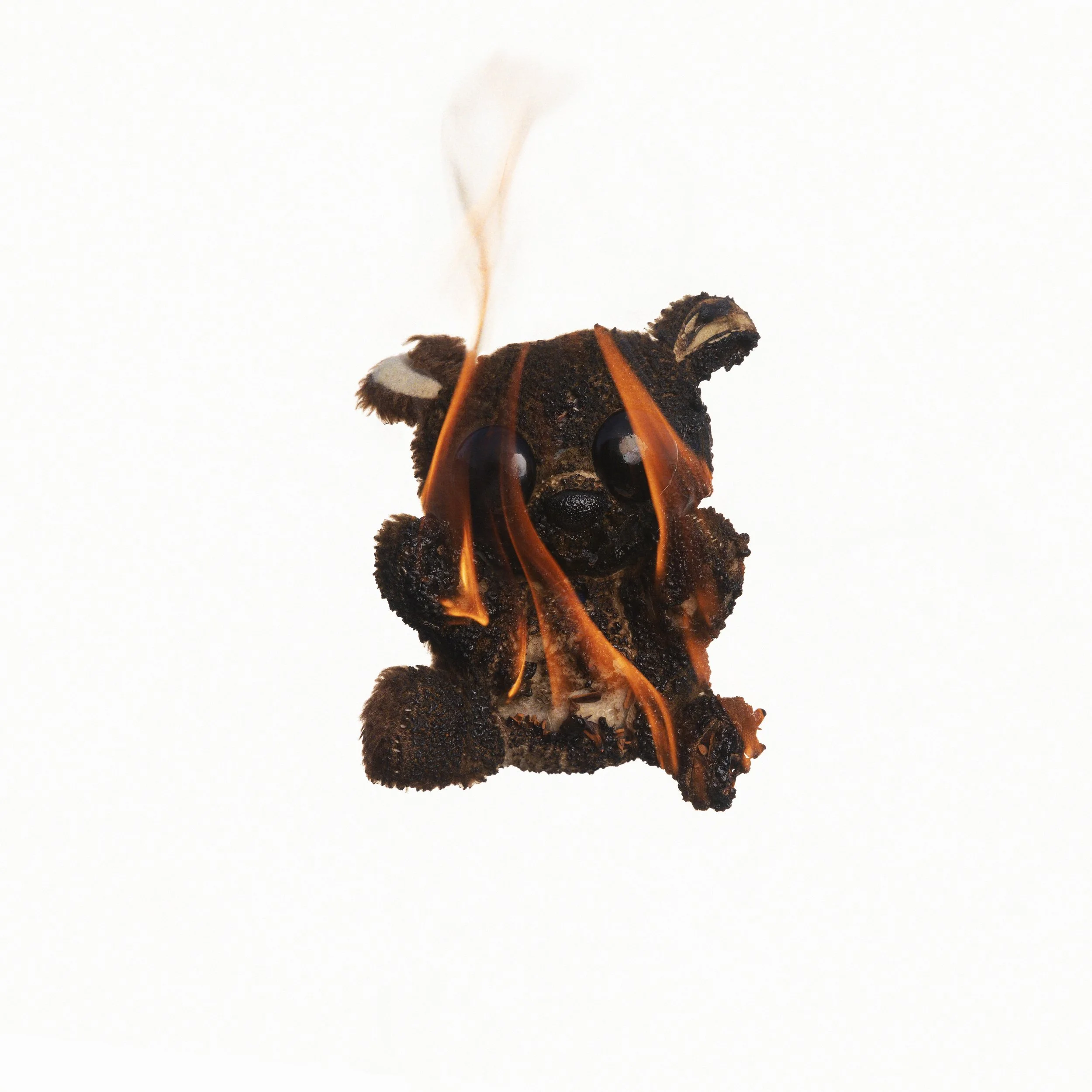 Bear_1_1L2A8665.jpg