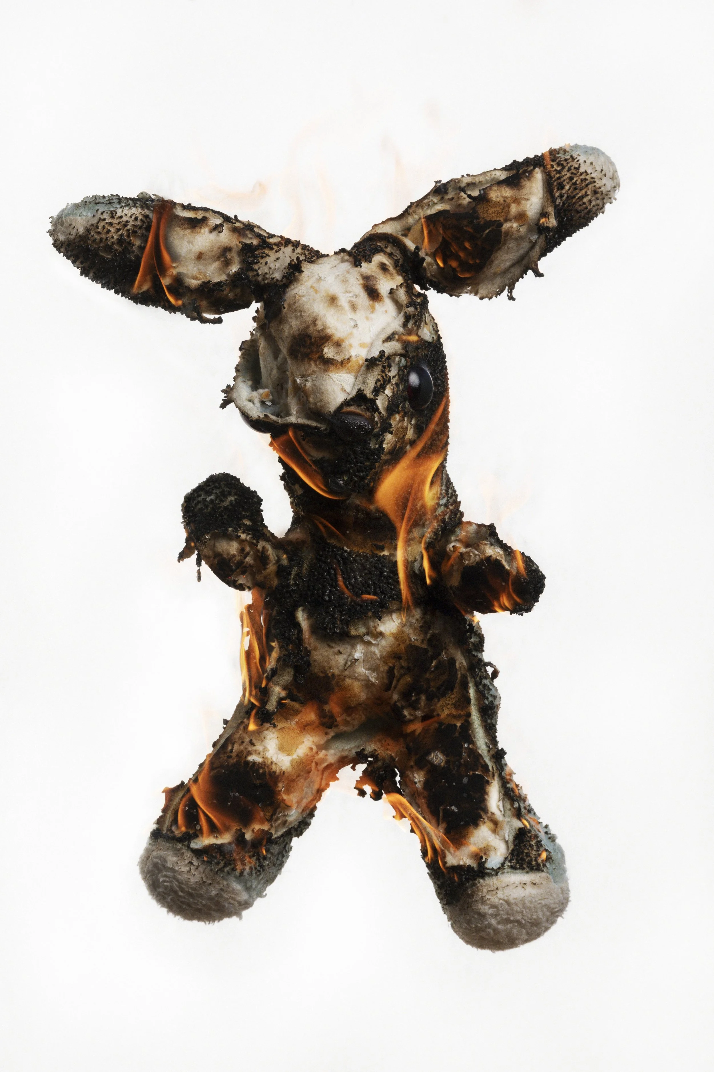 Bunny_1L2A0008.jpg