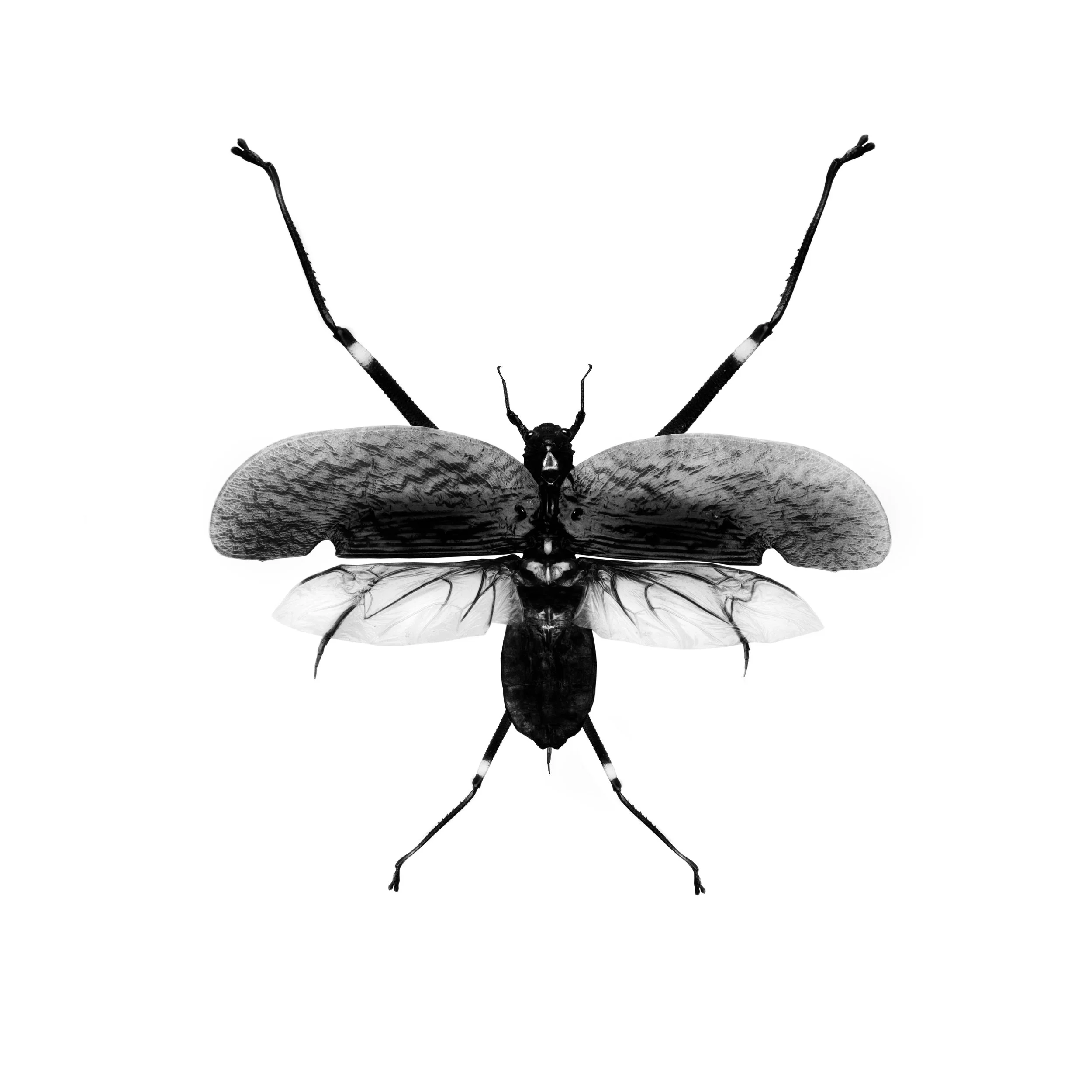 compatibility #12.jpg