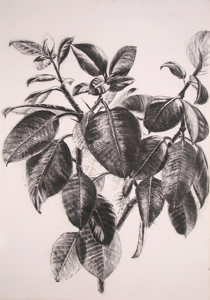 Rubber Plant