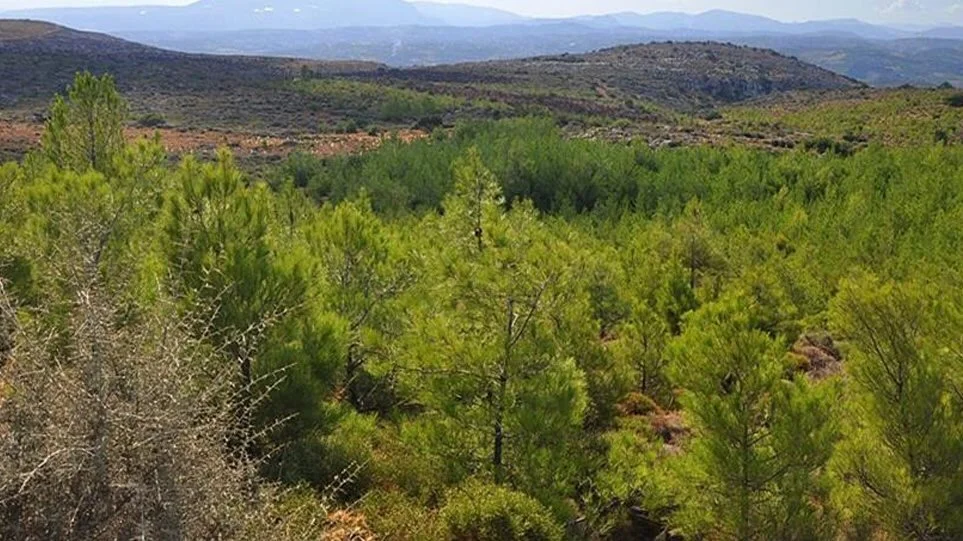 Δασικοί χάρτες: Θα ανασυνταχθούν με οριζόντιες παρεμβάσεις από το υπουργείο Περιβάλλοντος