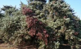 Τι απάντησε η δ/νση πολεοδομικού σχεδιασμού για τους κέδρους στην Πάρο